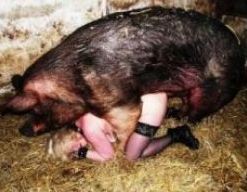 Japanese Pig Fuck - Pig Sex - farm xxx pig and boar sex with sexy female farmer ...